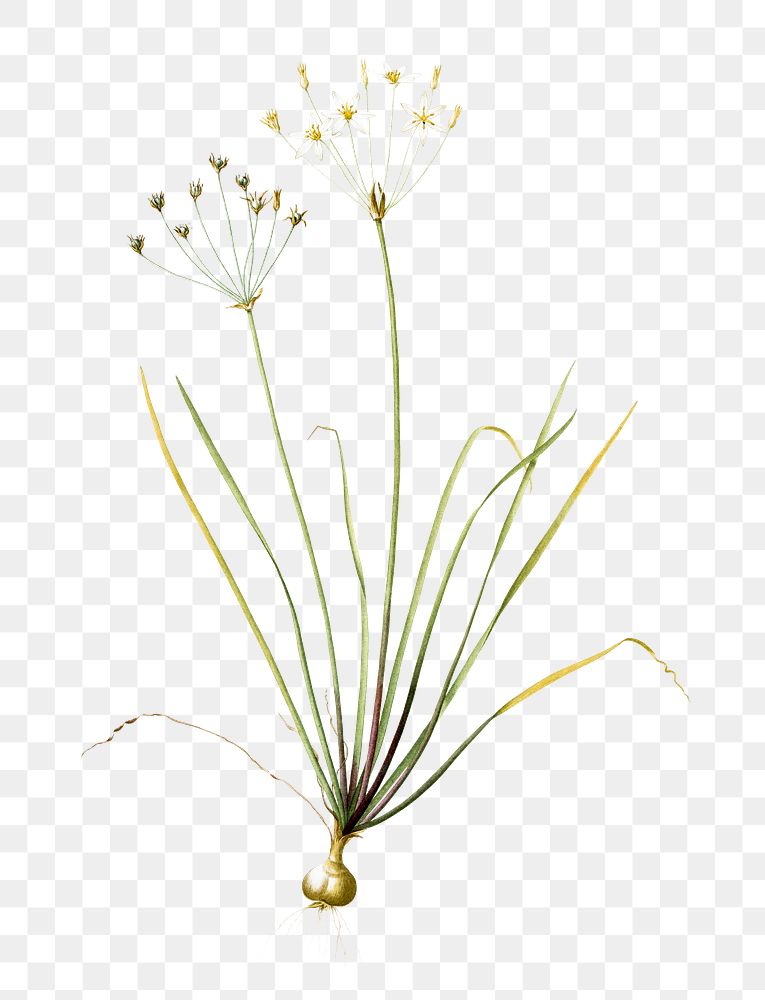 Allium straitum png sticker, vintage botanical illustration, transparent background