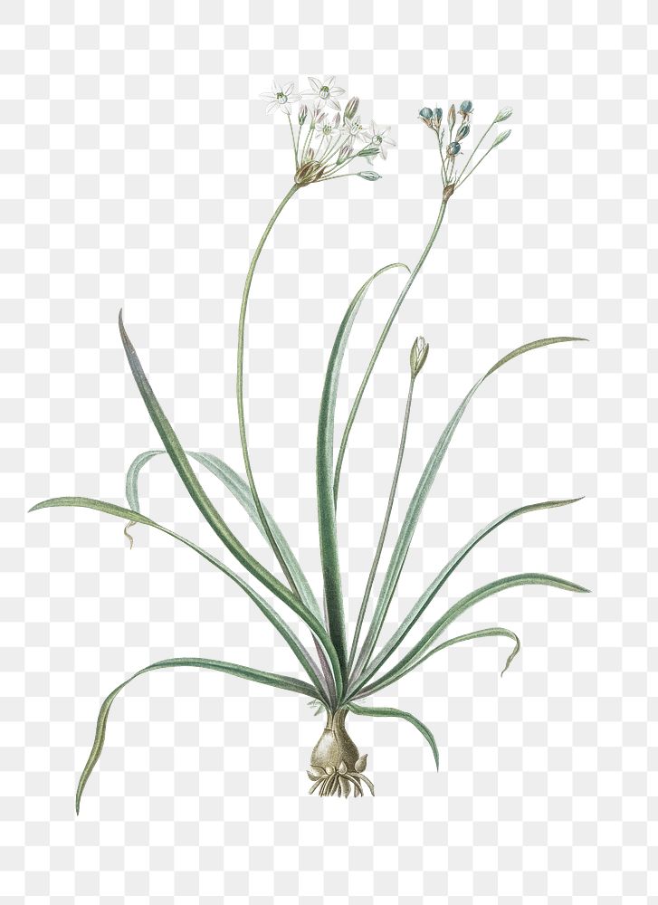 Allium fragrans png sticker, vintage botanical illustration, transparent background