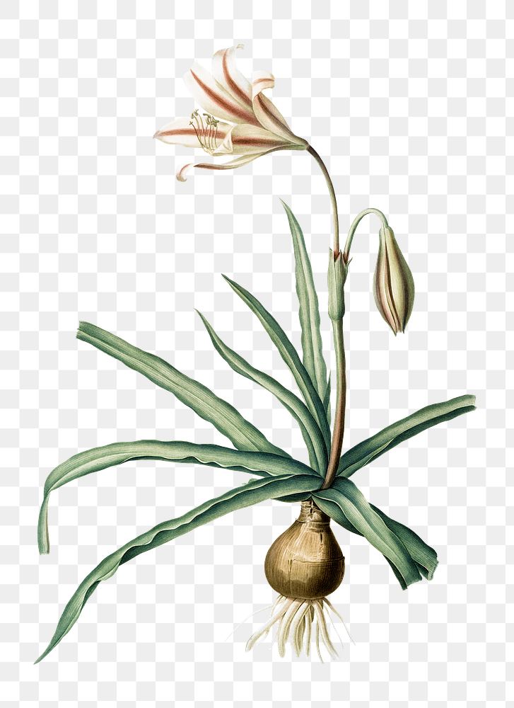 Amaryllis Broussonetii png sticker, vintage botanical illustration, transparent background