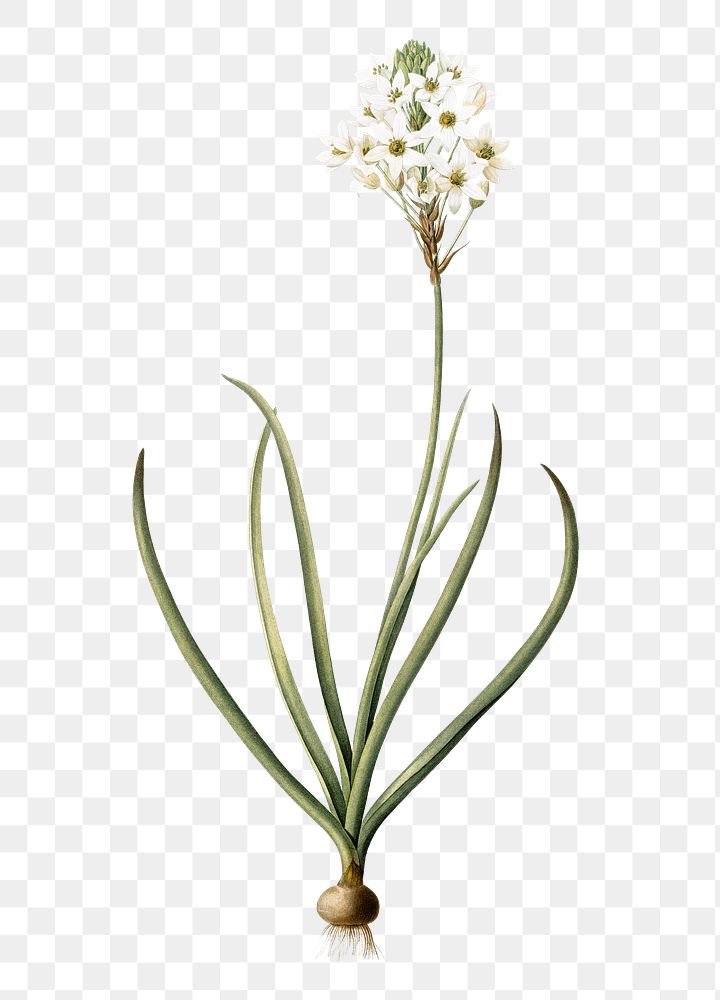Arabian starflower png sticker, vintage botanical illustration, transparent background