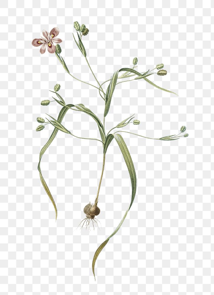 Moraea sordescens png sticker, vintage botanical illustration, transparent background