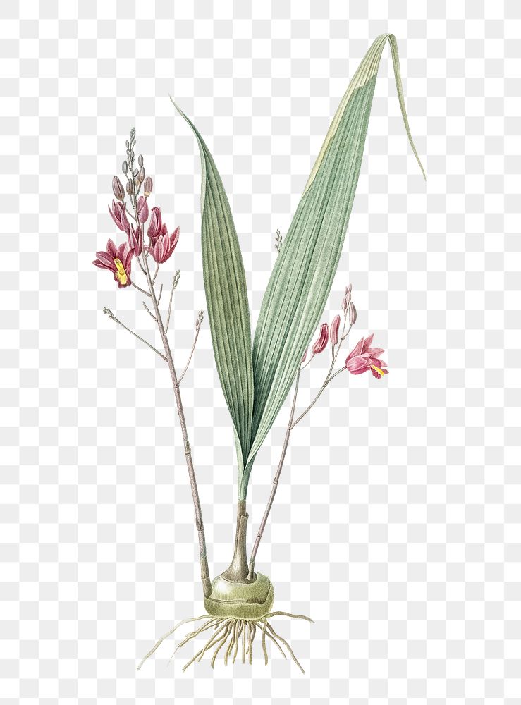 Limodorum purpureum flower png sticker, vintage botanical illustration, transparent background