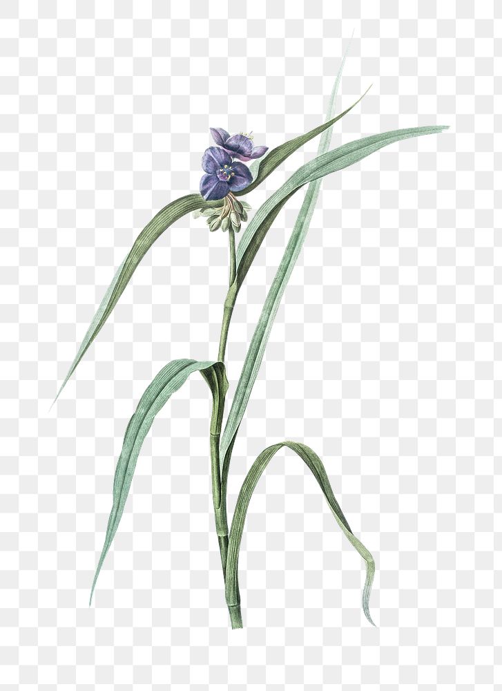 Virginia spiderwort png sticker, vintage botanical illustration, transparent background