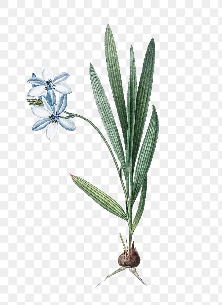Gladiolus plicatus png sticker, vintage botanical illustration, transparent background