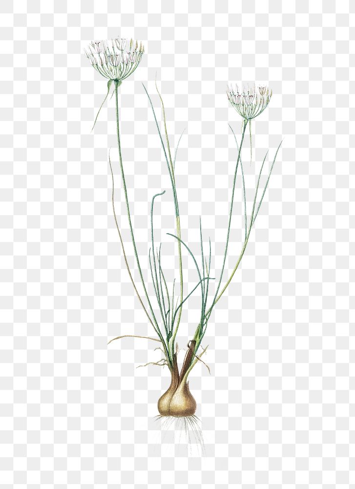 Allium moschatum png sticker, vintage botanical illustration, transparent background