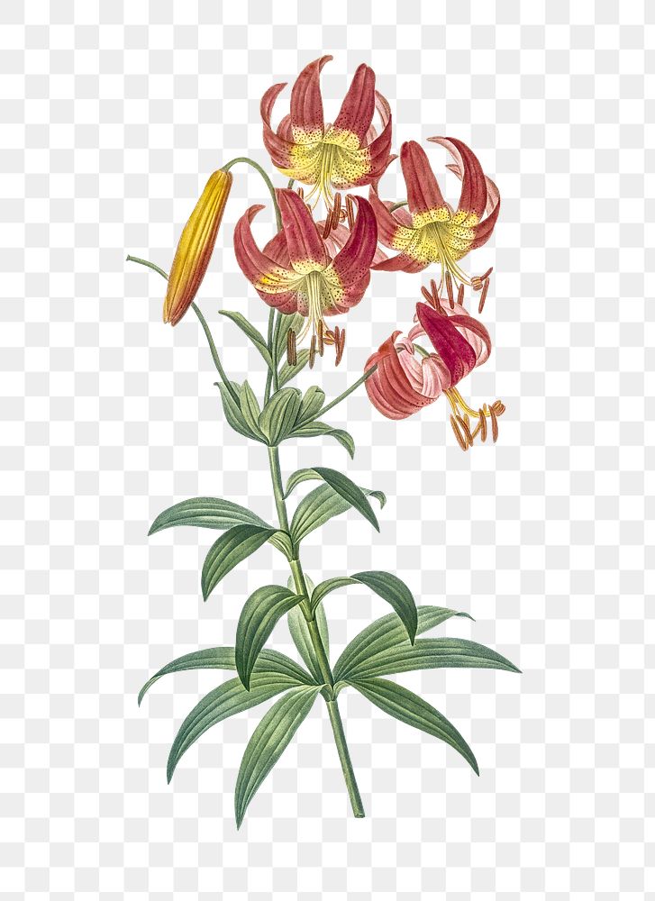 Turban lily png sticker, vintage botanical illustration, transparent background