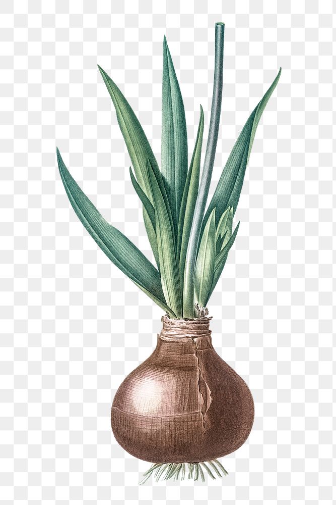 Onion plant png vintage illustration, botanical design on transparent background