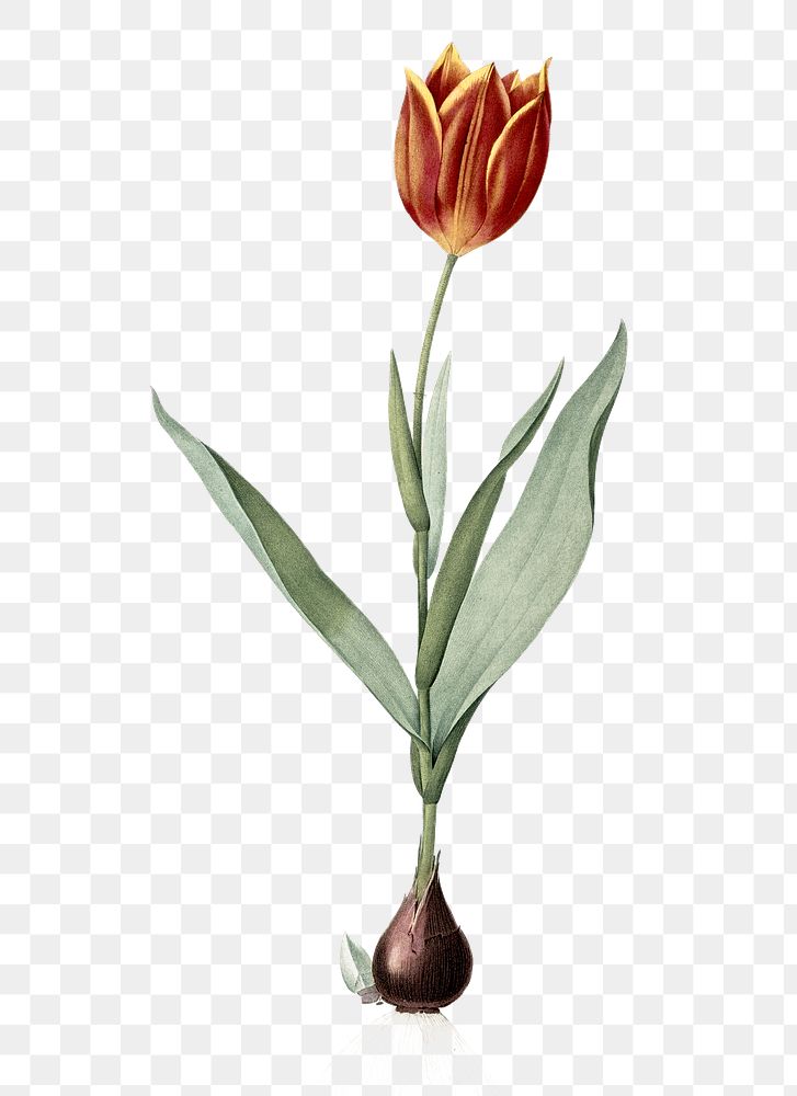 Tulip png sticker, vintage botanical illustration, transparent background