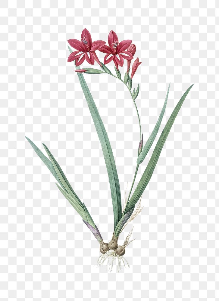 Gladiolus cardinalis png sticker, vintage botanical illustration, transparent background