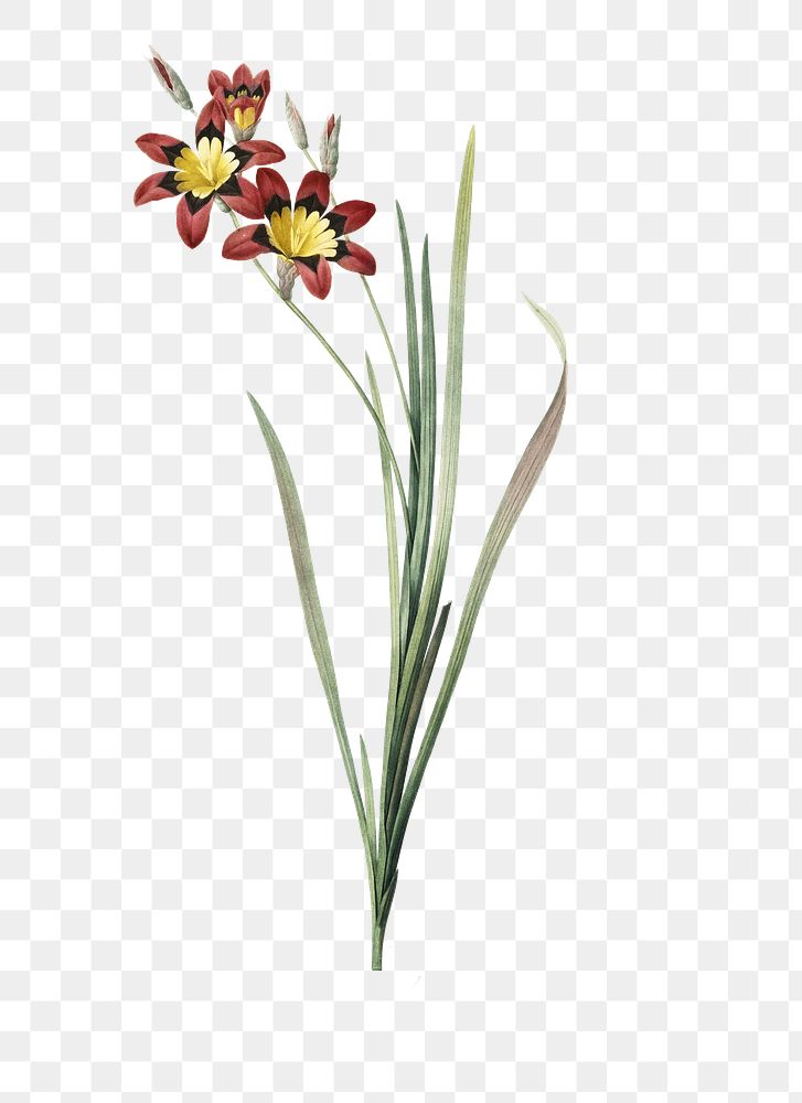 Ixia tricolor png sticker, vintage botanical illustration, transparent background