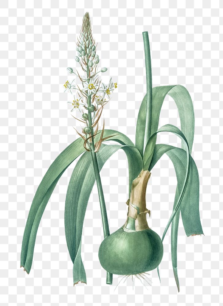 Pregnant onion png sticker, vintage botanical illustration, transparent background