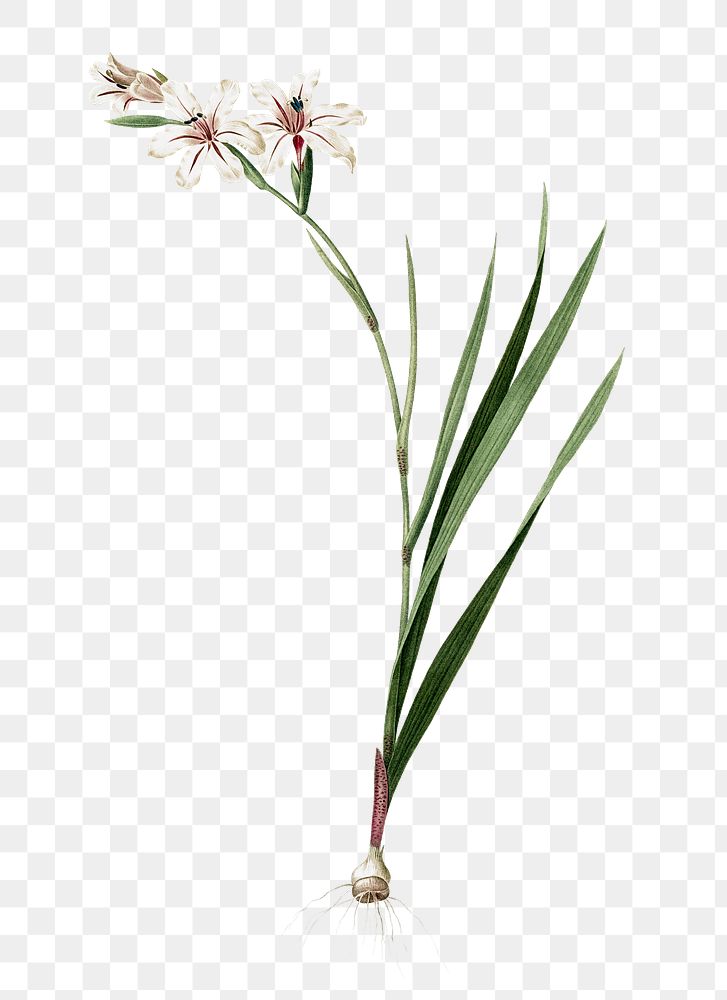 Gladiolus png sticker, vintage botanical illustration, transparent background