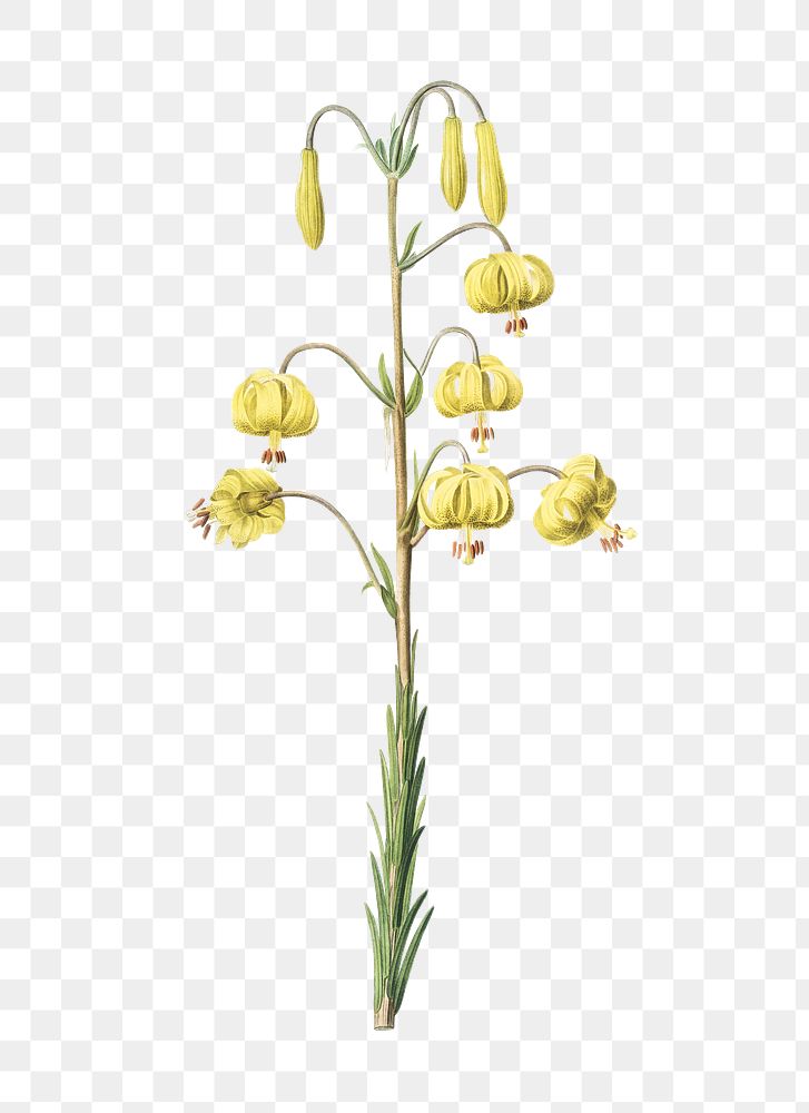 Lilium pyrenaicum png sticker, vintage botanical illustration, transparent background