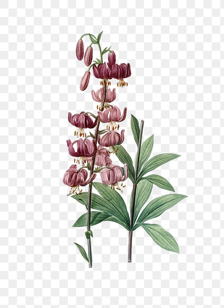 Lilium martagon png sticker, vintage botanical illustration, transparent background