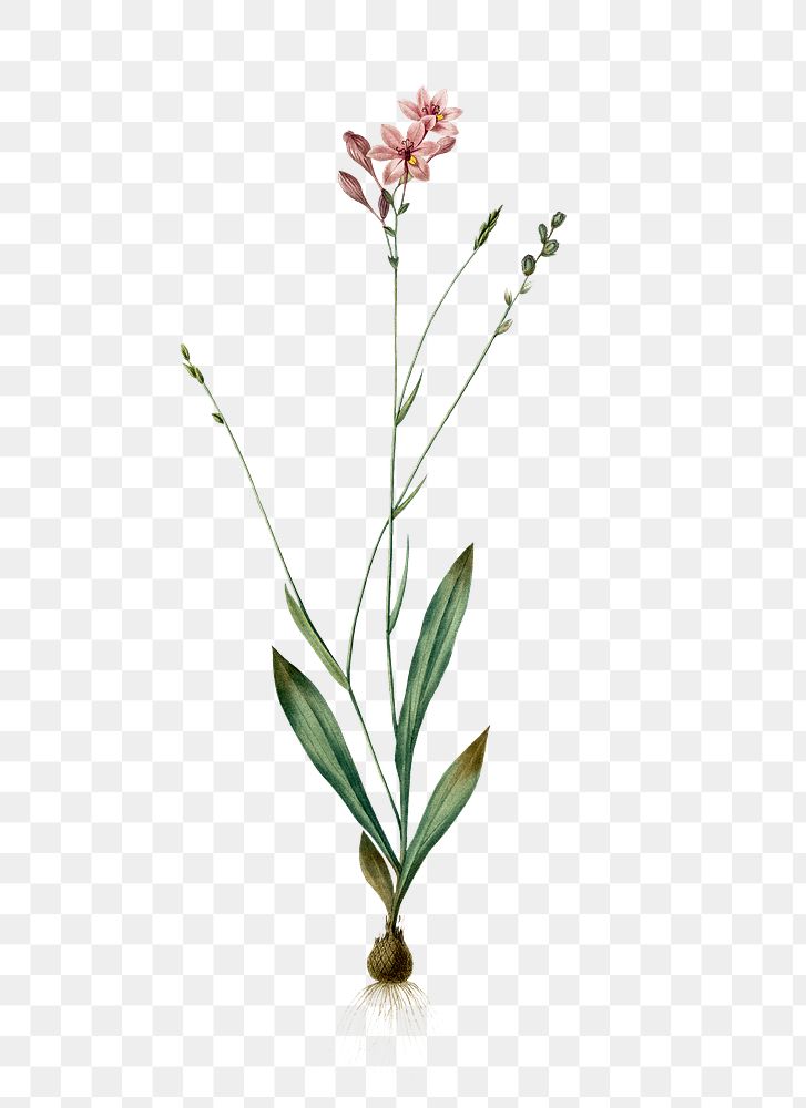 Gladiolus junceus png sticker, vintage botanical illustration, transparent background