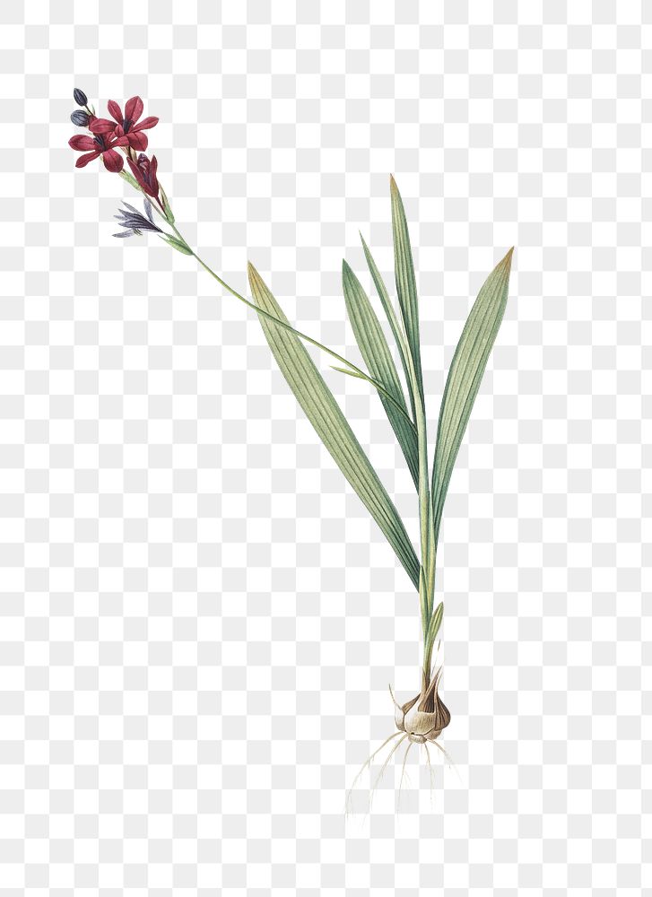 Gladiolus mucronatus png sticker, vintage botanical illustration, transparent background