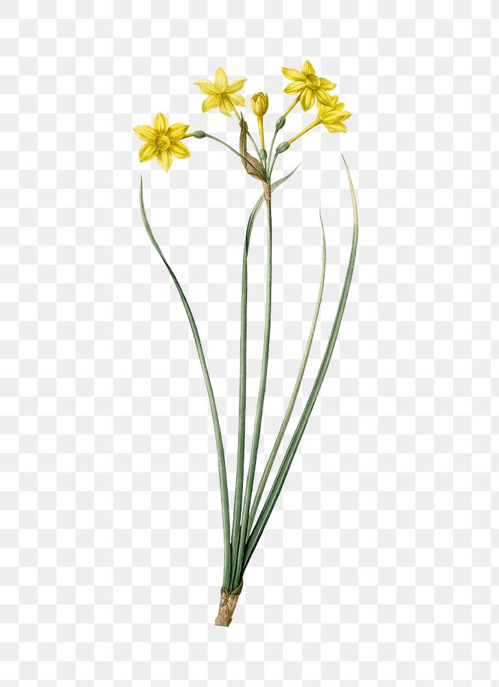 Rush daffodil png sticker, vintage botanical illustration, transparent background