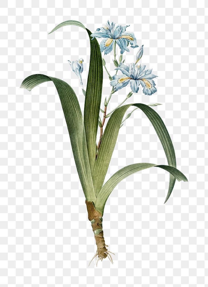 Iris fimbriata png sticker, vintage botanical illustration, transparent background