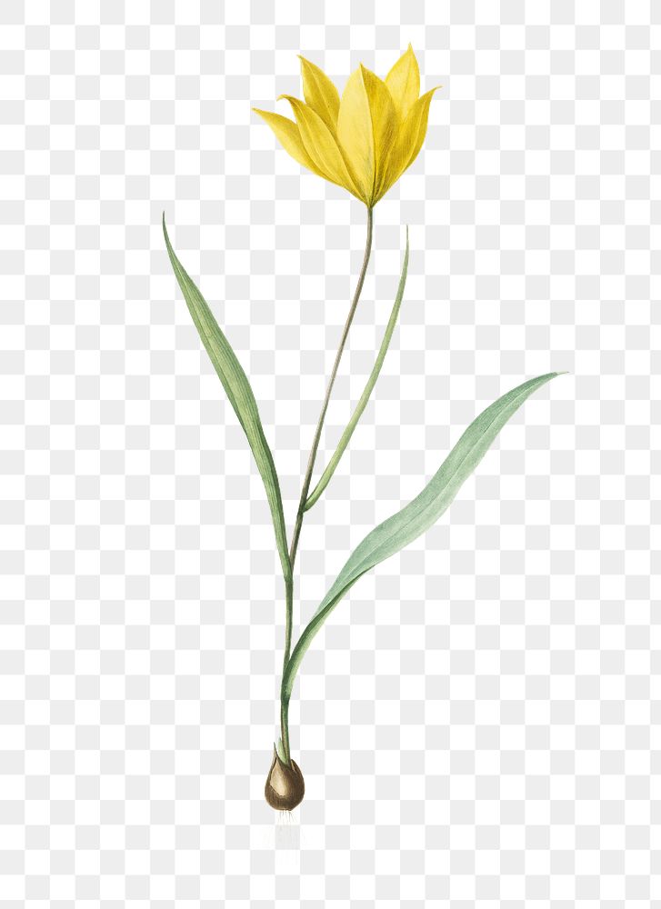 Tulipa sylvestris png sticker, vintage botanical illustration, transparent background