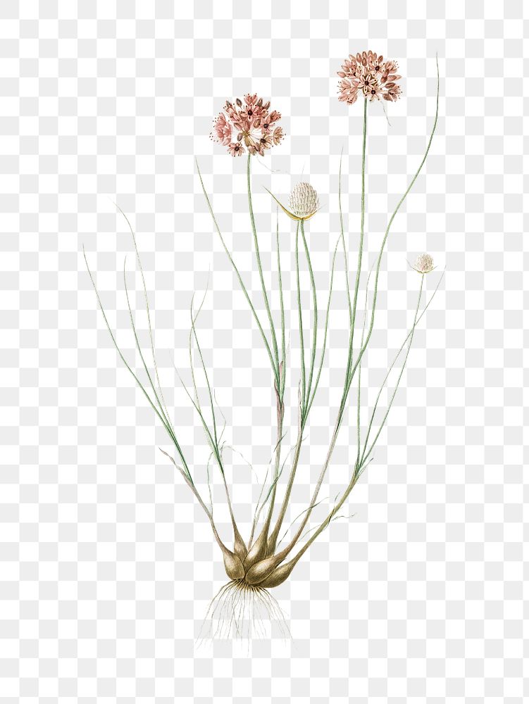 Allium globosum png sticker, vintage botanical illustration, transparent background