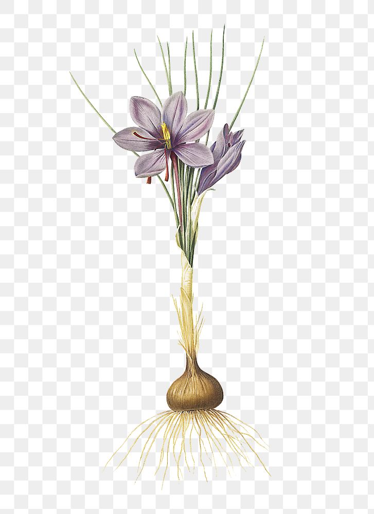 Crocus sativus png sticker, vintage botanical illustration, transparent background