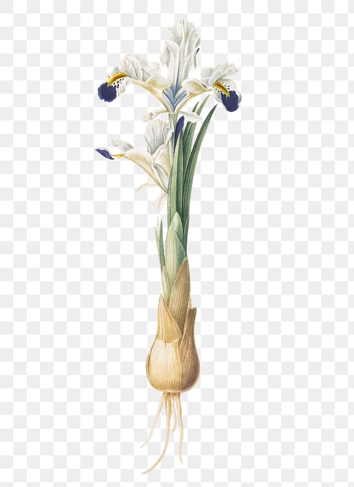 Iris Persica png sticker, vintage botanical illustration, transparent background