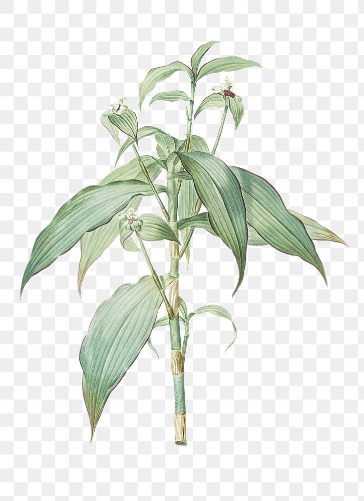 Commelina zanonia png sticker, vintage botanical illustration, transparent background