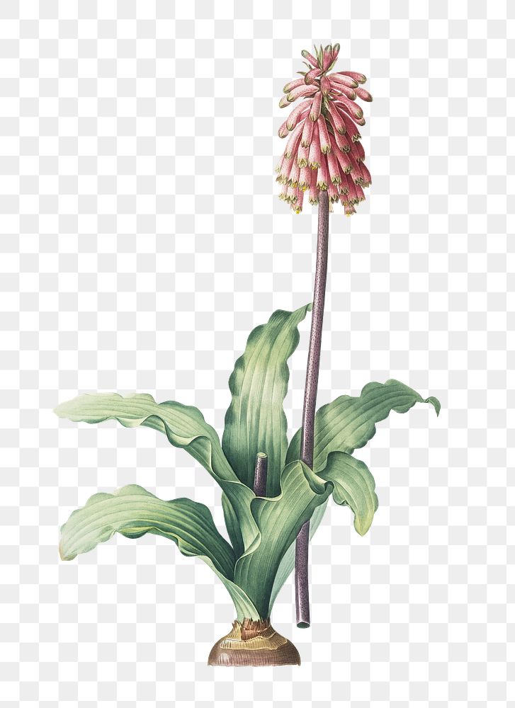 Veltheimia capensis png sticker, vintage botanical illustration, transparent background