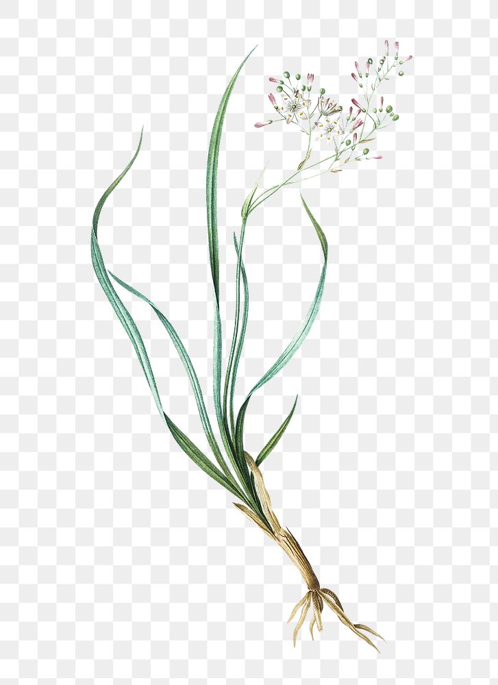Phalangium bicolor png sticker, vintage botanical illustration, transparent background
