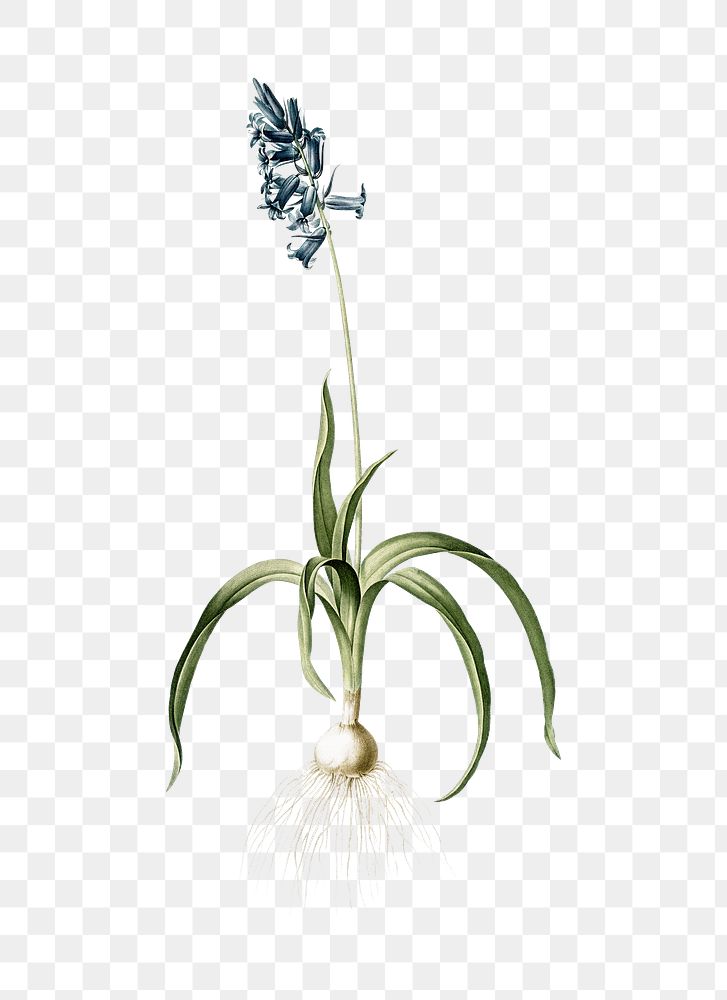 Common Bluebell png sticker, vintage botanical illustration, transparent background