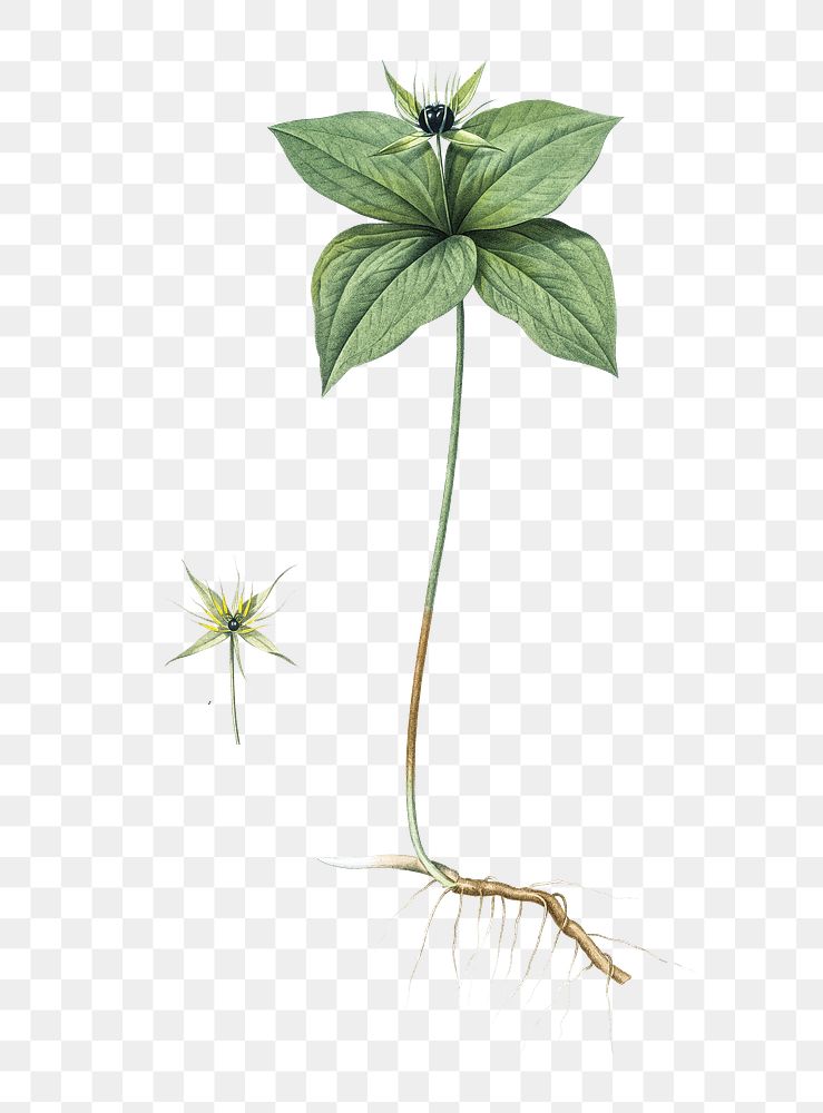 Herb paris png sticker, vintage botanical illustration, transparent background