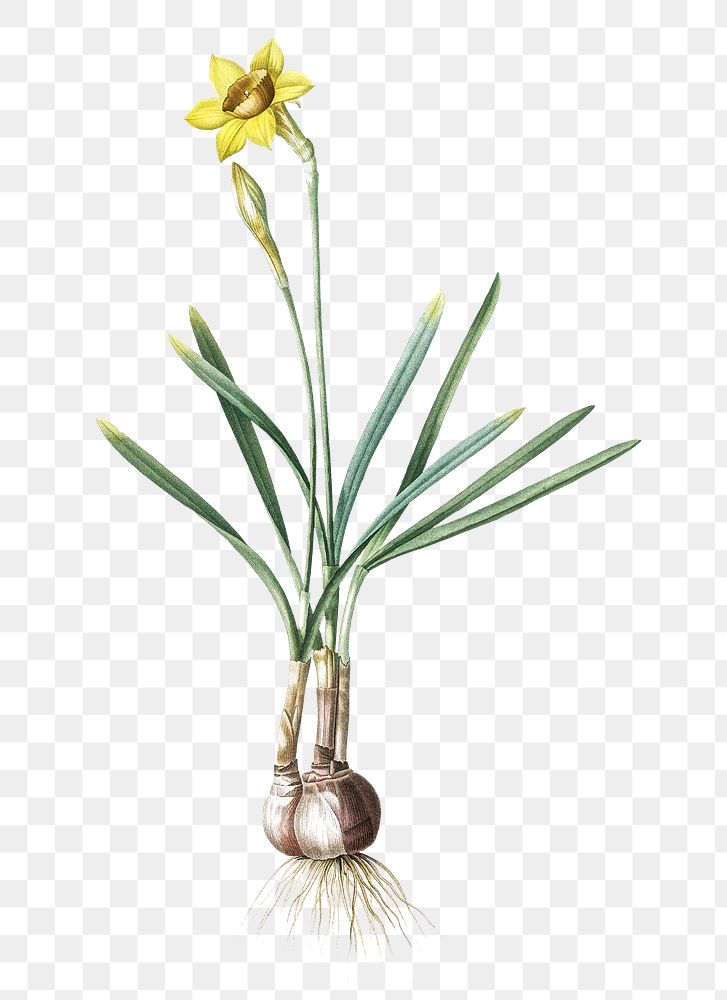Narcissus Gouani png sticker, vintage botanical illustration, transparent background
