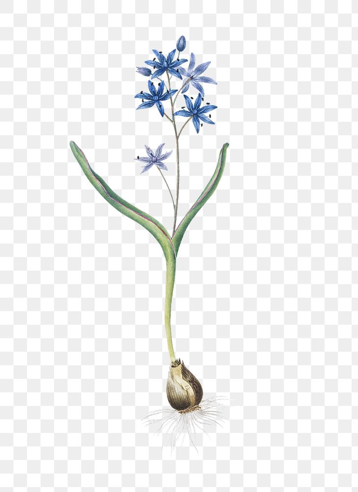 Alpine squill png sticker, vintage botanical illustration, transparent background