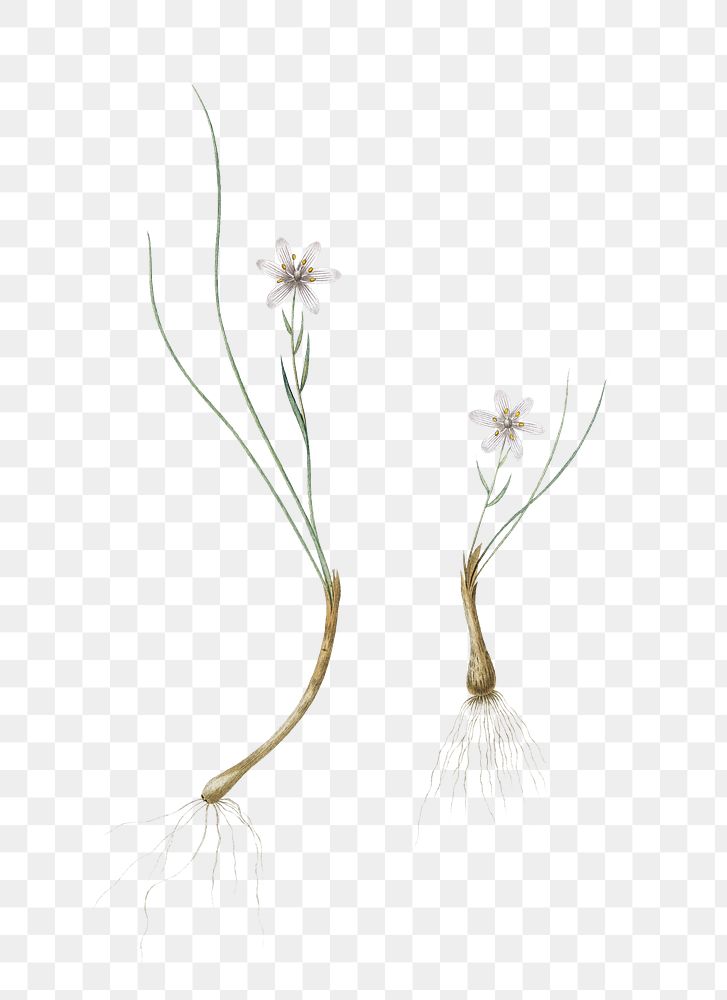 Snowdon lily png sticker, vintage botanical illustration, transparent background