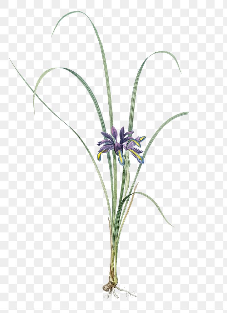 Grass leaved iris png sticker, vintage botanical illustration, transparent background