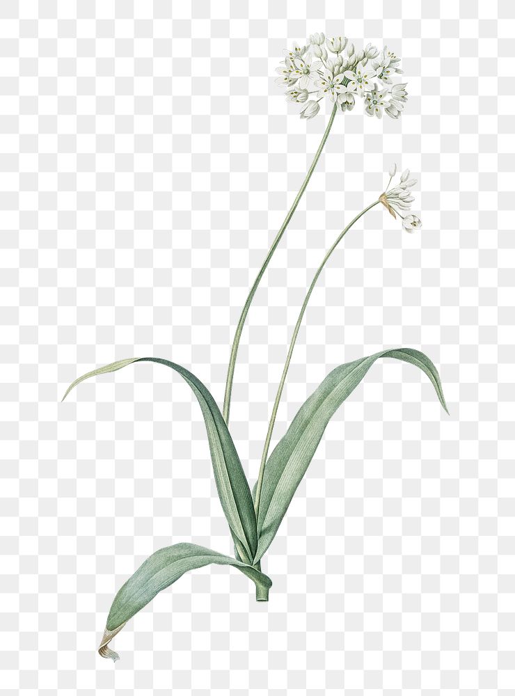 Spring garlic png sticker, vintage botanical illustration, transparent background