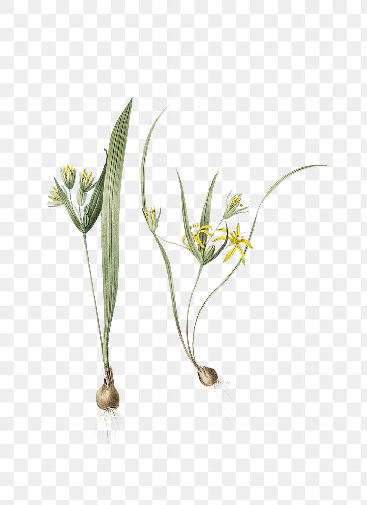 Yellow star-of-bethlehem png sticker, vintage botanical illustration, transparent background