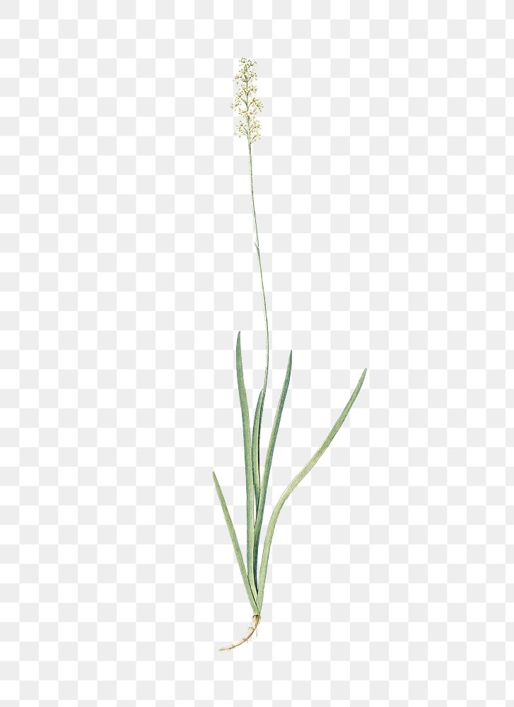 Tofield's asphodel png sticker, vintage botanical illustration, transparent background