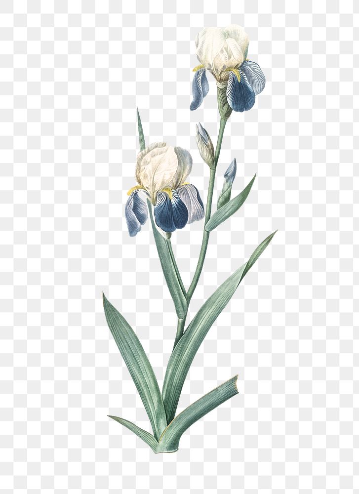 Elder scented iris png sticker, vintage botanical illustration, transparent background