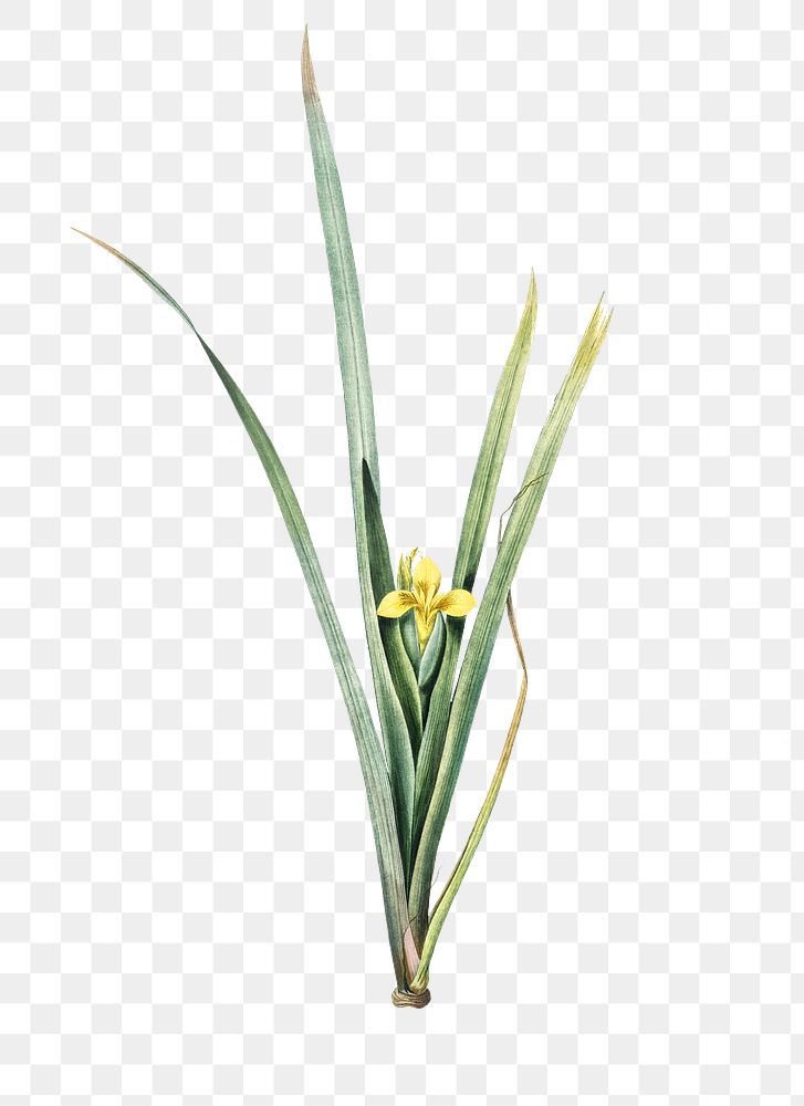 Yellow iris png sticker, vintage botanical illustration, transparent background
