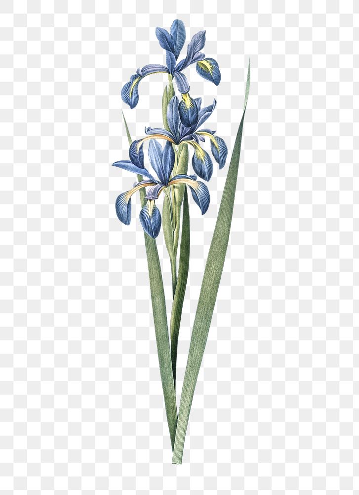 Blue iris png sticker, vintage botanical illustration, transparent background