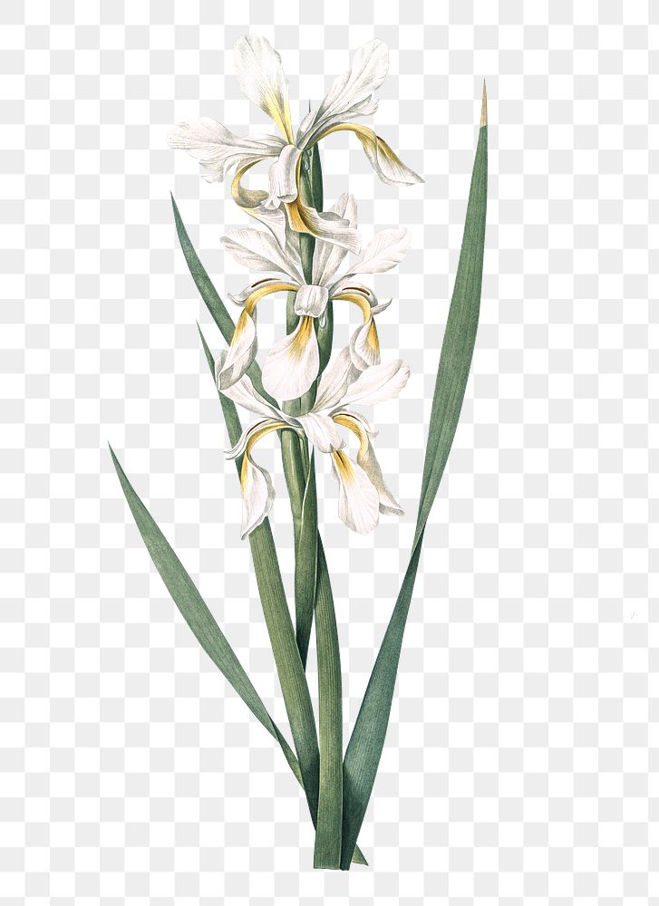 Yellow banded iris png sticker, vintage botanical illustration, transparent background