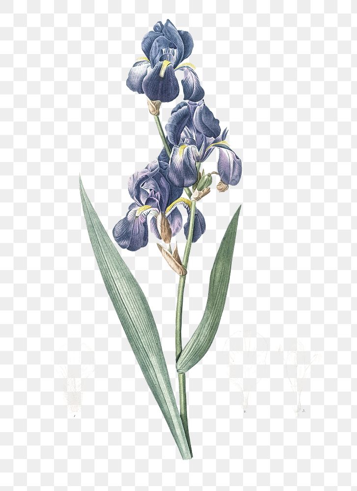 Dalmatian iris png sticker, vintage botanical illustration, transparent background