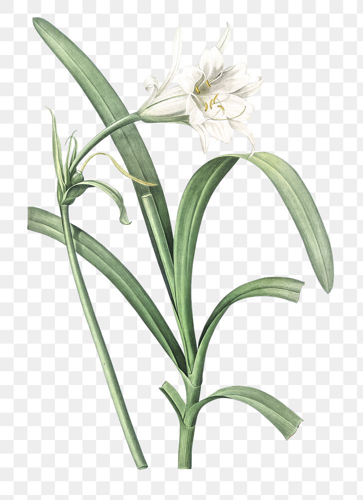 Peruvian daffodil png sticker, vintage botanical illustration, transparent background