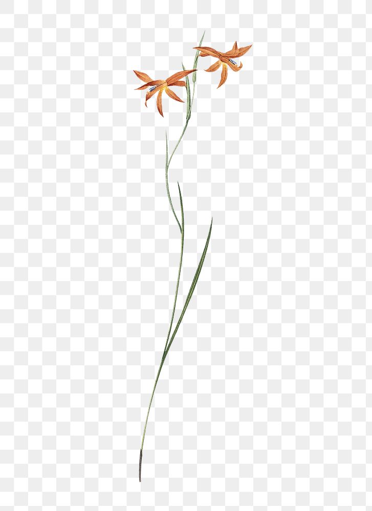 Gladiolus watsonius png sticker, vintage botanical illustration, transparent background