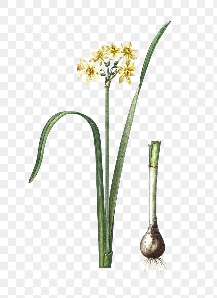 Png Cowslip cupped daffodil sticker, vintage botanical illustration, transparent background