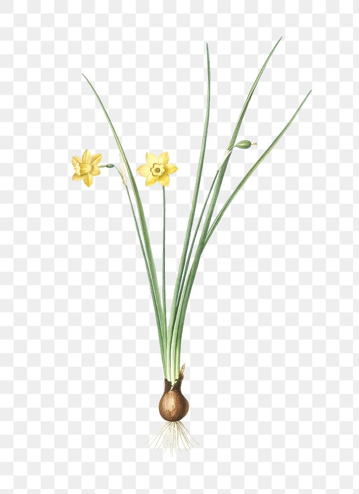 Daffodil png sticker, vintage botanical illustration, transparent background