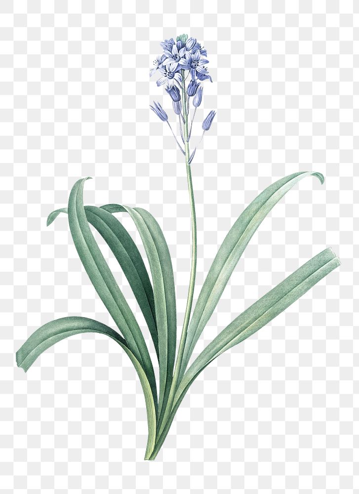 Spanish bluebell png sticker, vintage botanical illustration, transparent background