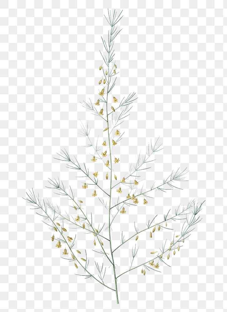 Sea asparagus png sticker, vintage botanical illustration, transparent background