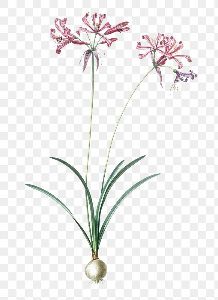 Nerine flower png sticker, vintage botanical illustration, transparent background